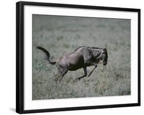 Blue Wildebeest-DLILLC-Framed Photographic Print