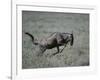 Blue Wildebeest-DLILLC-Framed Photographic Print