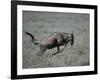 Blue Wildebeest-DLILLC-Framed Photographic Print