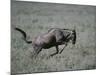 Blue Wildebeest-DLILLC-Mounted Photographic Print