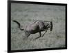 Blue Wildebeest-DLILLC-Framed Photographic Print