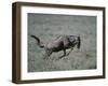 Blue Wildebeest-DLILLC-Framed Photographic Print