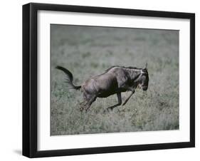 Blue Wildebeest-DLILLC-Framed Photographic Print
