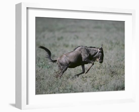 Blue Wildebeest-DLILLC-Framed Photographic Print