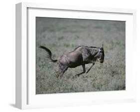 Blue Wildebeest-DLILLC-Framed Photographic Print