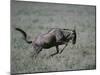 Blue Wildebeest-DLILLC-Mounted Photographic Print