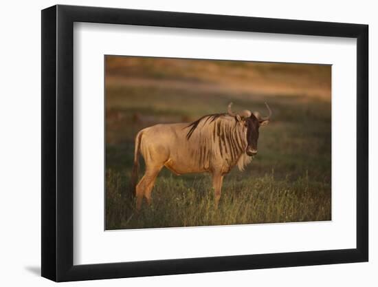 Blue Wildebeest-DLILLC-Framed Photographic Print