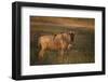 Blue Wildebeest-DLILLC-Framed Photographic Print