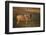 Blue Wildebeest-DLILLC-Framed Photographic Print