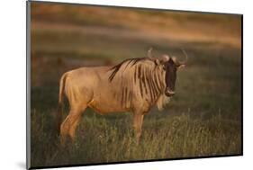 Blue Wildebeest-DLILLC-Mounted Photographic Print