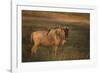 Blue Wildebeest-DLILLC-Framed Photographic Print