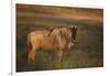 Blue Wildebeest-DLILLC-Framed Photographic Print