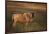 Blue Wildebeest-DLILLC-Framed Photographic Print