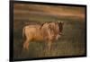 Blue Wildebeest-DLILLC-Framed Photographic Print