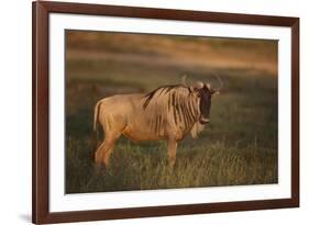 Blue Wildebeest-DLILLC-Framed Photographic Print