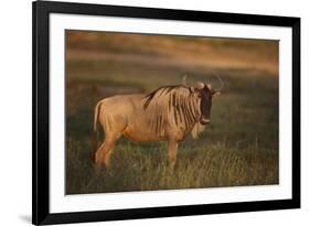 Blue Wildebeest-DLILLC-Framed Photographic Print