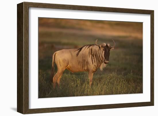 Blue Wildebeest-DLILLC-Framed Photographic Print