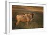 Blue Wildebeest-DLILLC-Framed Photographic Print