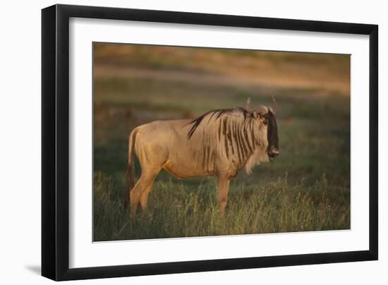 Blue Wildebeest-DLILLC-Framed Photographic Print