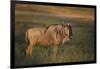 Blue Wildebeest-DLILLC-Framed Photographic Print