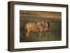 Blue Wildebeest-DLILLC-Framed Photographic Print