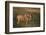 Blue Wildebeest-DLILLC-Framed Photographic Print