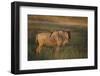 Blue Wildebeest-DLILLC-Framed Photographic Print