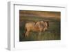 Blue Wildebeest-DLILLC-Framed Photographic Print