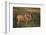 Blue Wildebeest-DLILLC-Framed Photographic Print