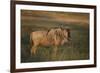 Blue Wildebeest-DLILLC-Framed Photographic Print