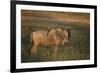 Blue Wildebeest-DLILLC-Framed Photographic Print