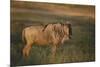 Blue Wildebeest-DLILLC-Mounted Photographic Print