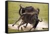 Blue Wildebeests Fighting-Martin Harvey-Framed Stretched Canvas