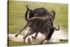 Blue Wildebeests Fighting-Martin Harvey-Stretched Canvas