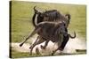 Blue Wildebeests Fighting-Martin Harvey-Stretched Canvas