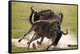 Blue Wildebeests Fighting-Martin Harvey-Framed Stretched Canvas