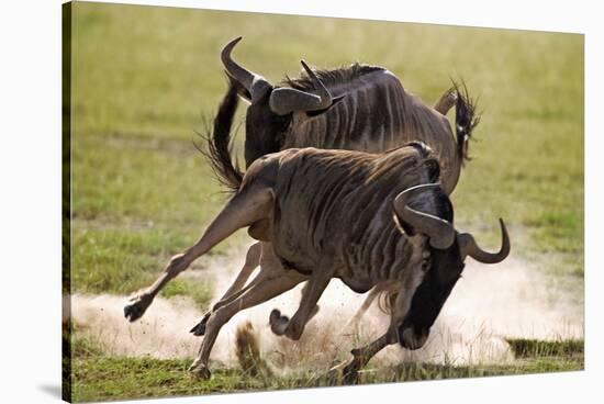 Blue Wildebeests Fighting-Martin Harvey-Stretched Canvas