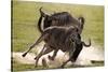 Blue Wildebeests Fighting-Martin Harvey-Stretched Canvas