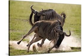 Blue Wildebeests Fighting-Martin Harvey-Stretched Canvas