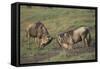 Blue Wildebeests Fighting-DLILLC-Framed Stretched Canvas