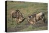 Blue Wildebeests Fighting-DLILLC-Stretched Canvas