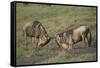 Blue Wildebeests Fighting-DLILLC-Framed Stretched Canvas