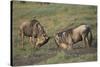 Blue Wildebeests Fighting-DLILLC-Stretched Canvas