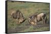 Blue Wildebeests Fighting-DLILLC-Framed Stretched Canvas