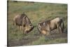 Blue Wildebeests Fighting-DLILLC-Stretched Canvas