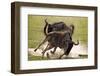 Blue Wildebeests Fighting-Martin Harvey-Framed Photographic Print