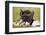 Blue Wildebeests Fighting-Martin Harvey-Framed Photographic Print