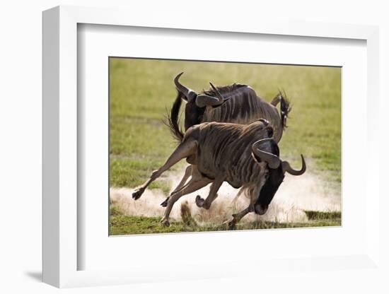 Blue Wildebeests Fighting-Martin Harvey-Framed Photographic Print