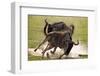 Blue Wildebeests Fighting-Martin Harvey-Framed Photographic Print