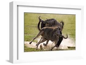 Blue Wildebeests Fighting-Martin Harvey-Framed Photographic Print